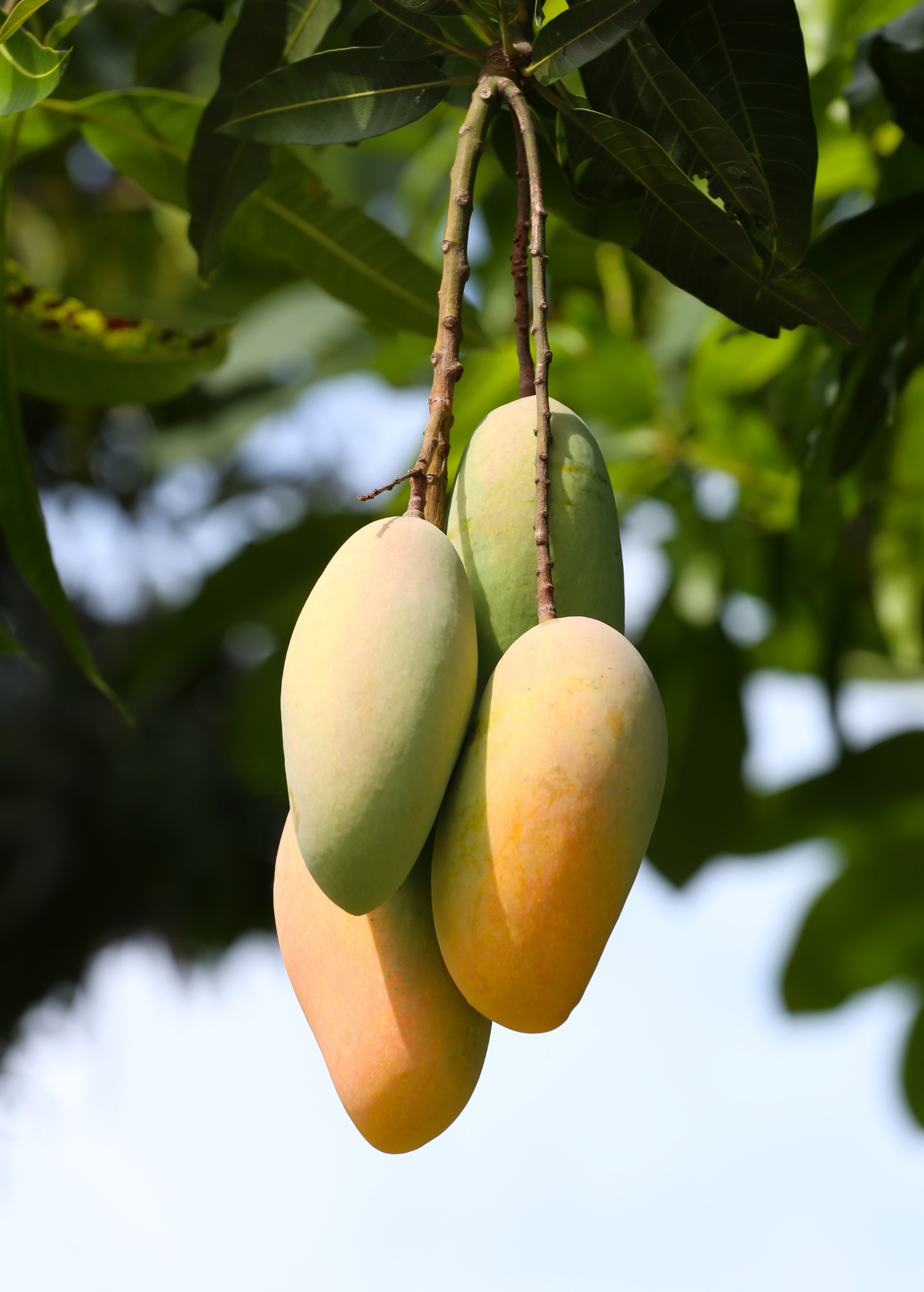 Large nursery pot of Sow Exotic mango 'Mahachanok' tropical fruit tree with lush green foliage and healthy branches.