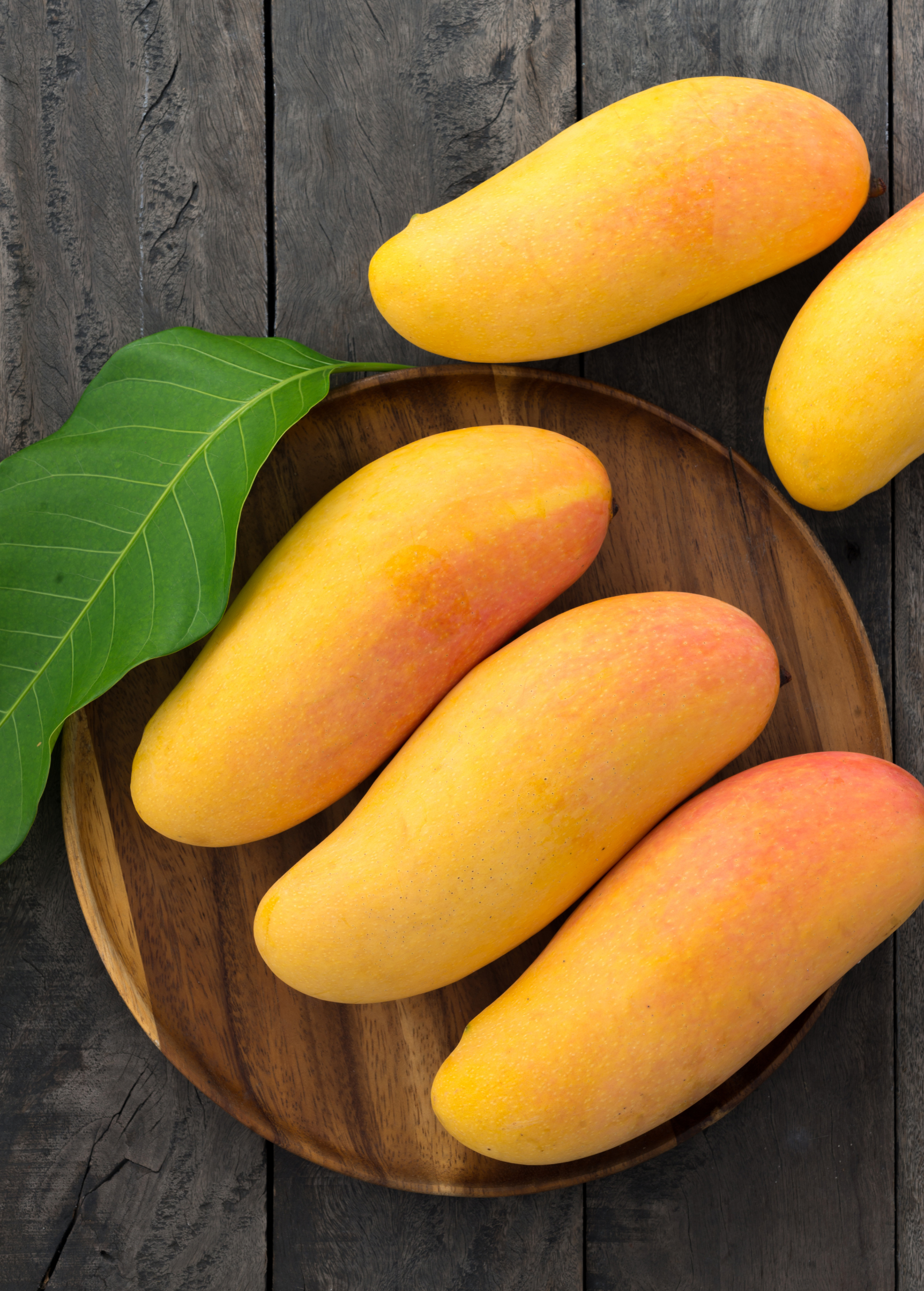 Large nursery pot of Sow Exotic Mango 'Mahachanok' tropical fruit tree with lush green foliage and healthy branches.