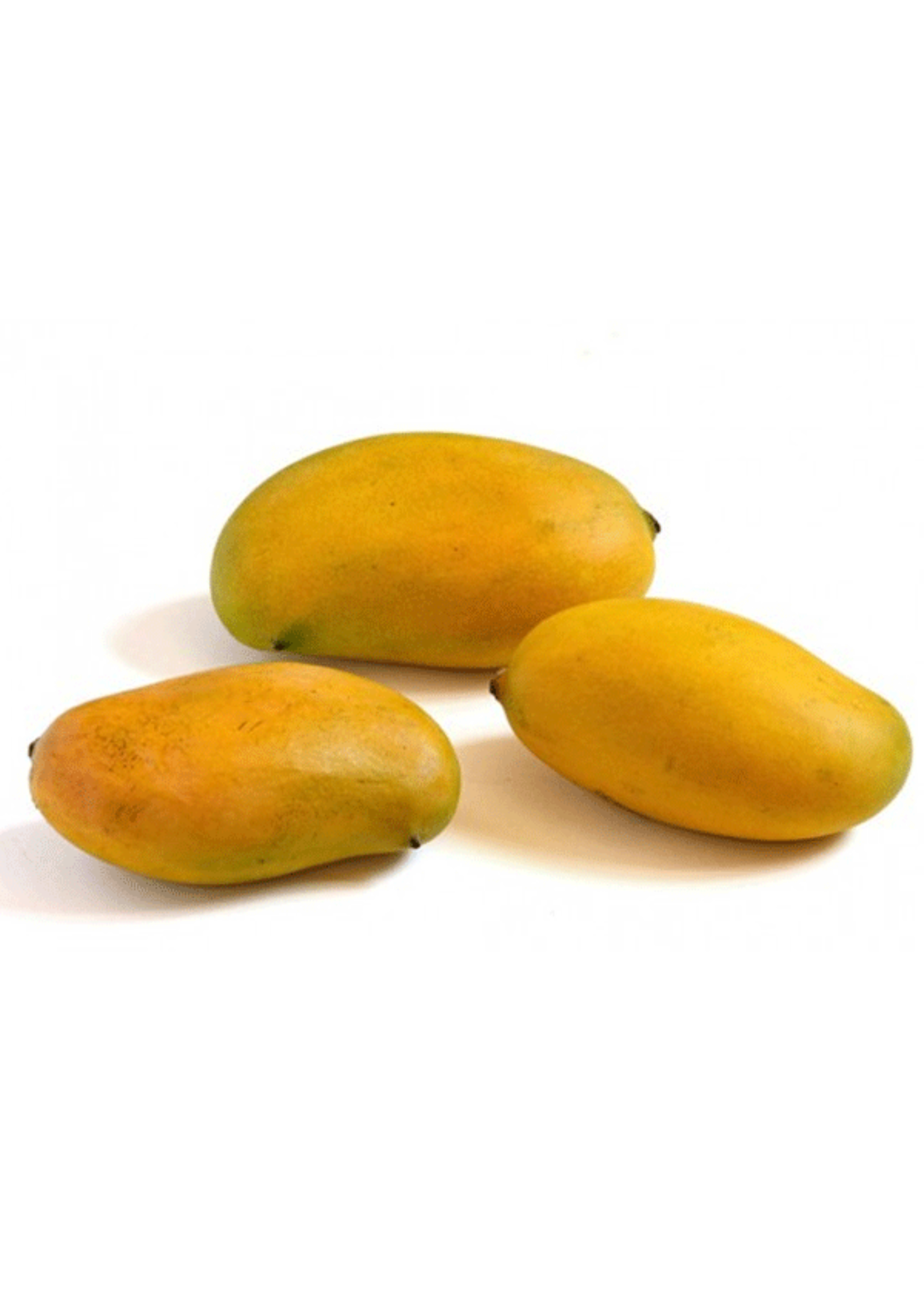 Large nursery pot of Sow Exotic Mango 'Miracle' or 'Choc-anon' tropical fruit tree with lush green foliage, Mangifera indica.