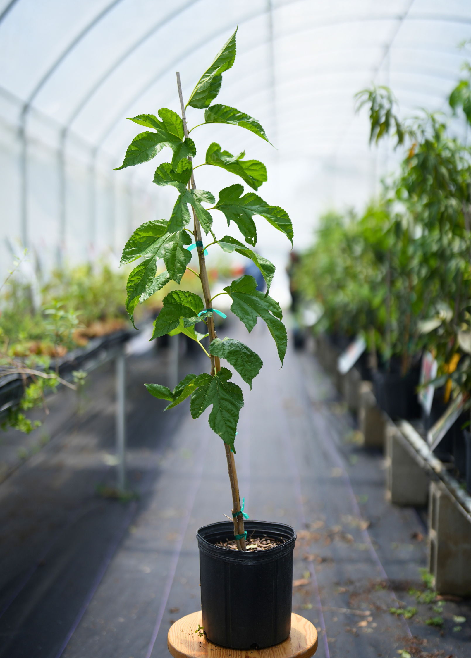 Large nursery pot with Mulberry 'Florida Native' Morus nigra tropical fruit tree by Sow Exotic, showing lush green foliage.