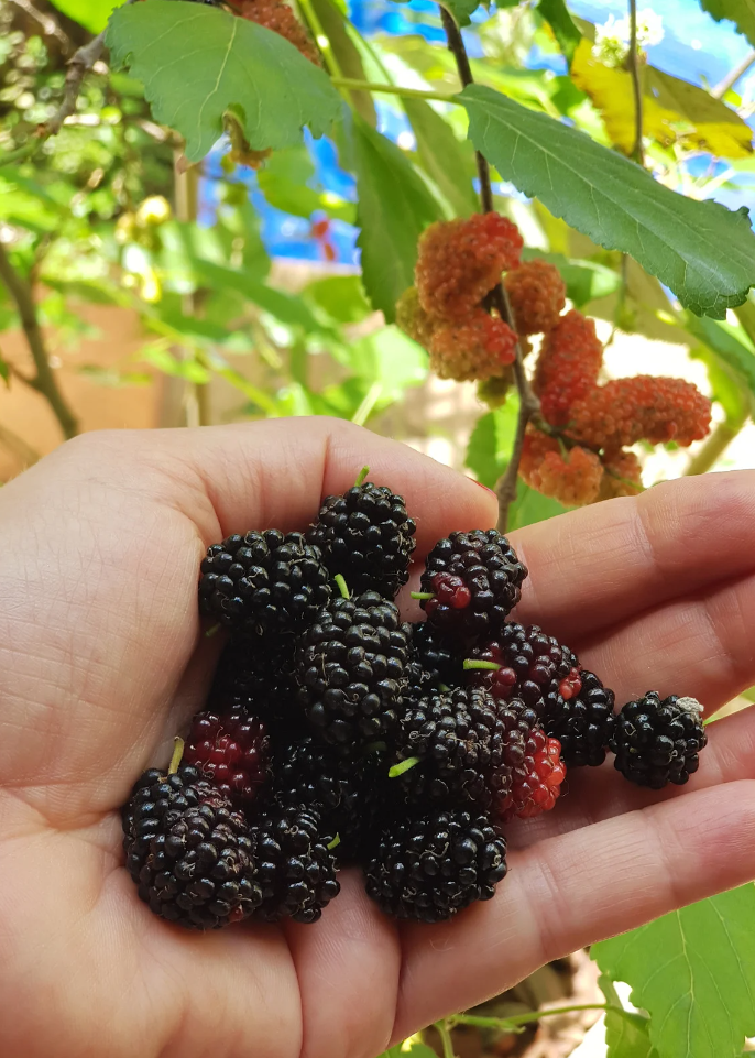 Large nursery pot with Mulberry 'Florida Native' (Morus nigra) tropical fruit tree by Sow Exotic, ready for planting.