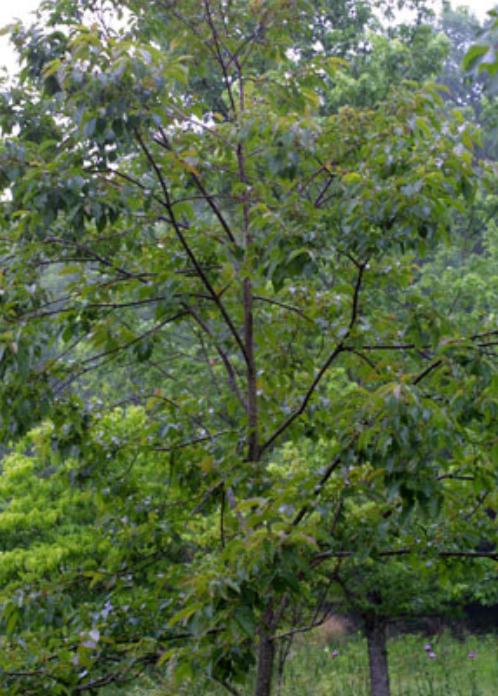 Tropical Persimmon Seedling 'Florida Native' Diospyros virginiana in large nursery pot, healthy young fruit tree ready for planting.