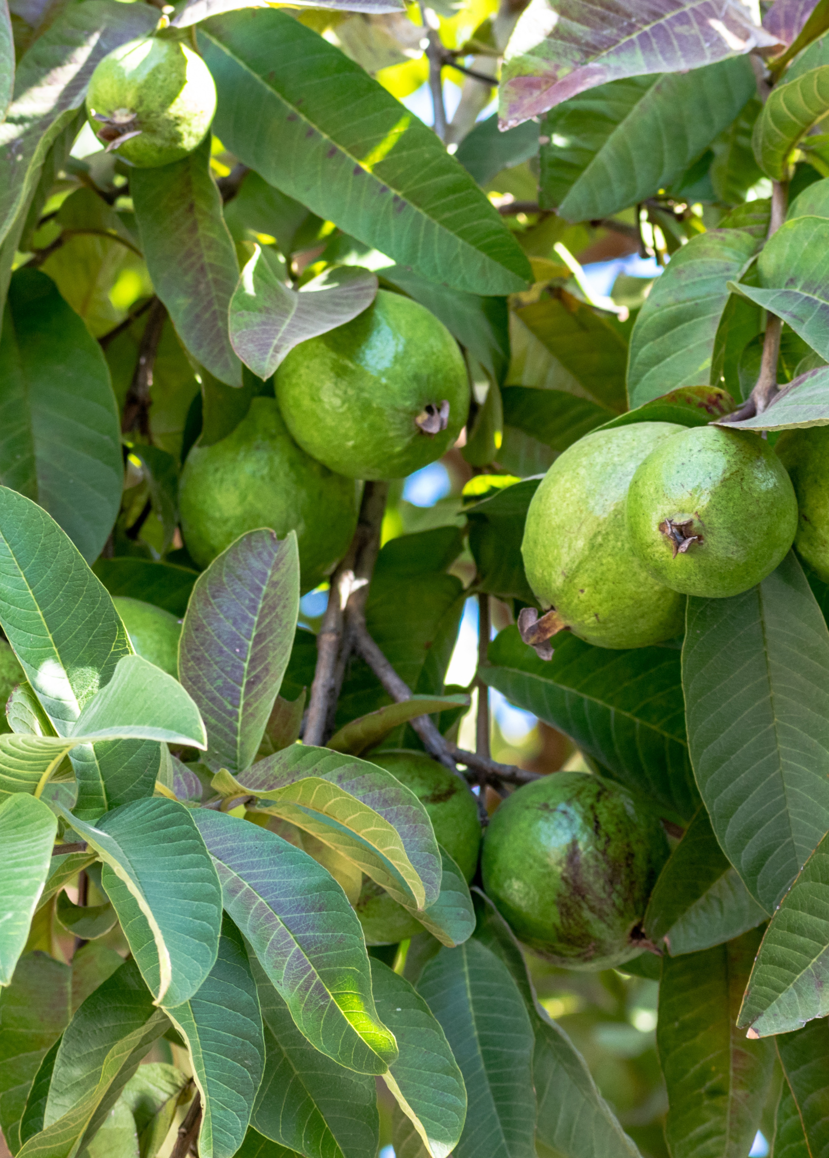 Large nursery pot of Sow Exotic Scarlet Guava tropical fruit tree with lush green leaves and vibrant new growth.