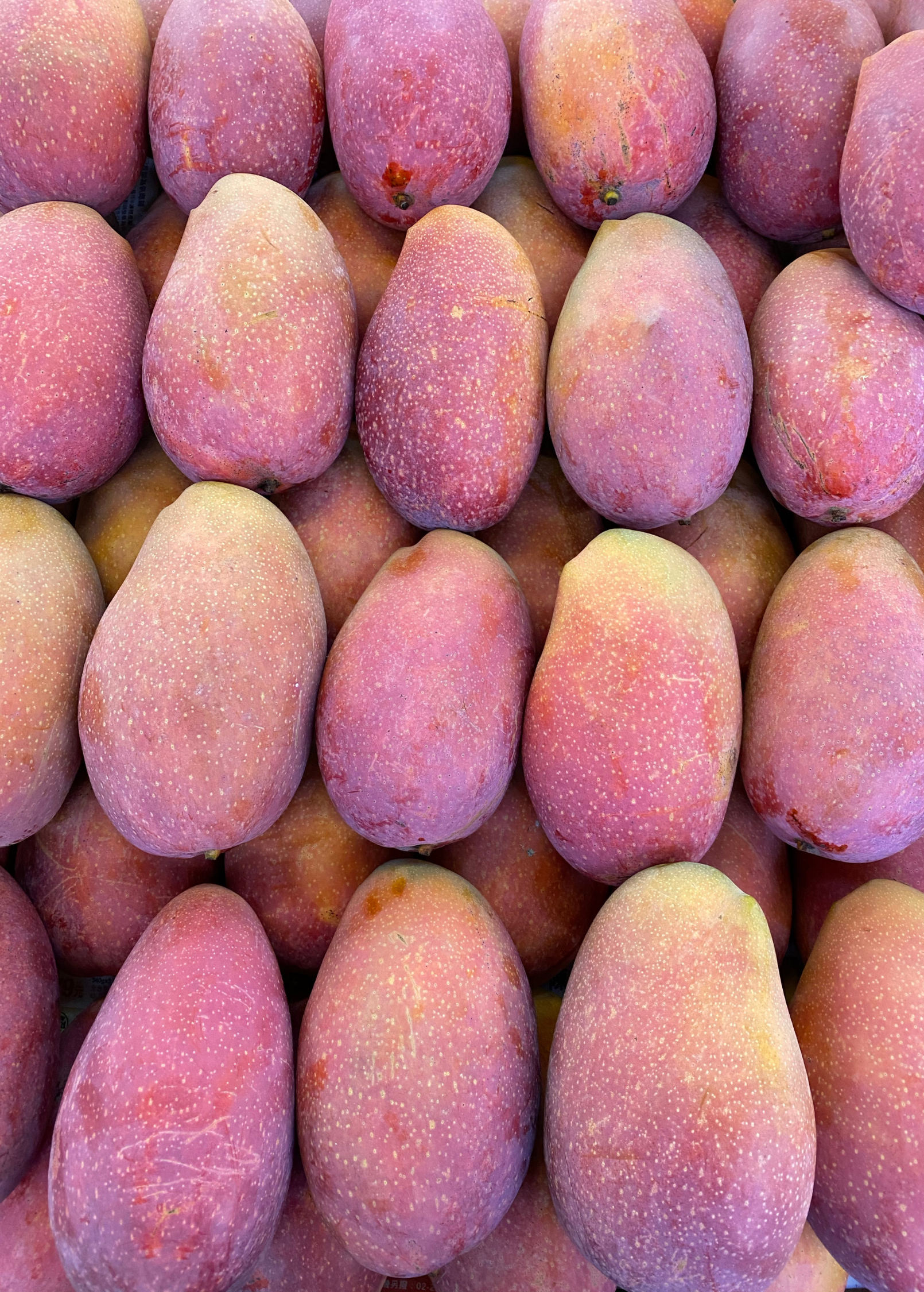 Rare Mango Bundle with Mahachanook and Egg of the Sun, tropical fruit trees in large nursery pots from Sow Exotic.