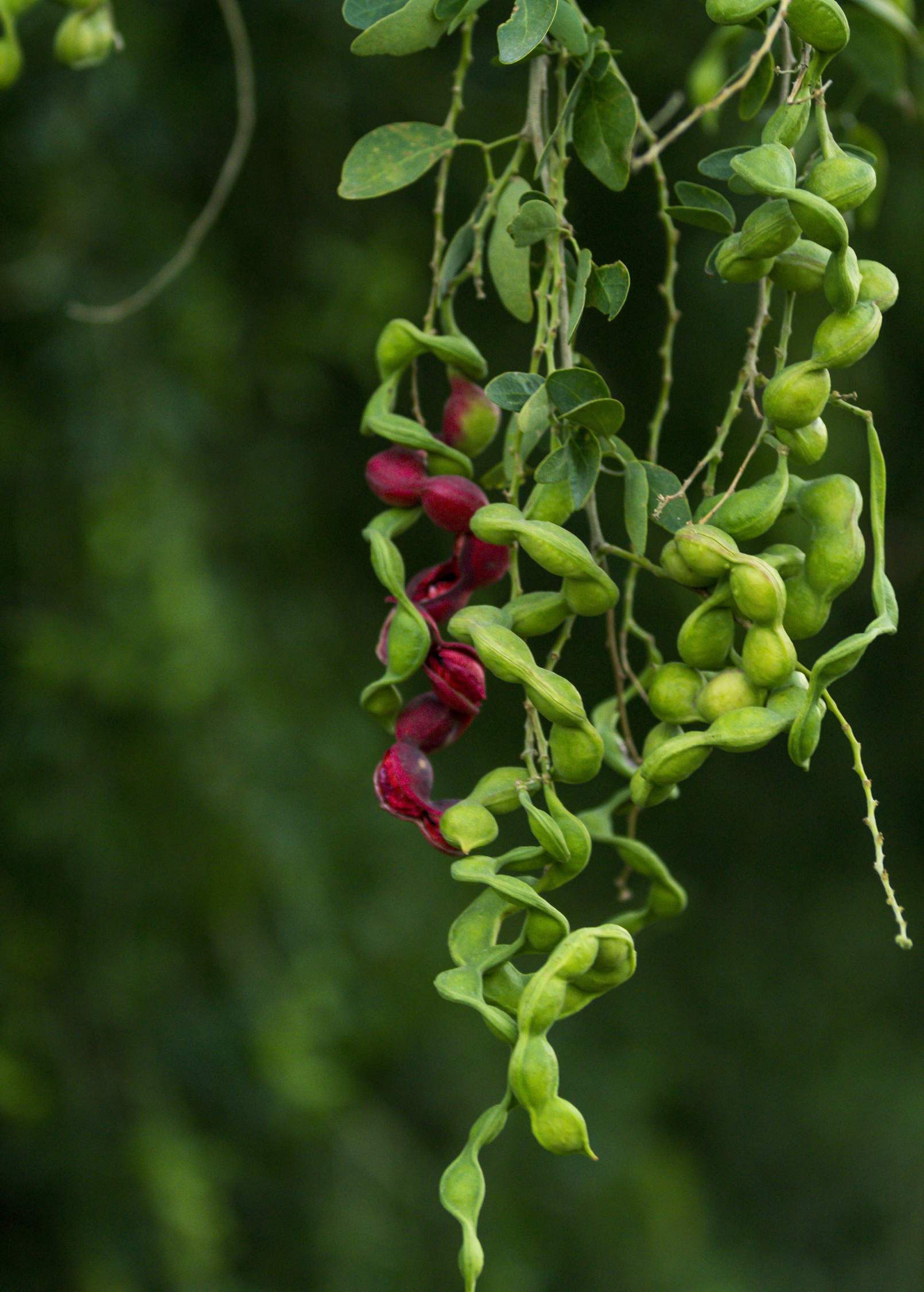 Large Sow Exotic Black Bead tropical fruit tree in a plantable pot, showcasing lush green foliage and black bead-shaped fruit.