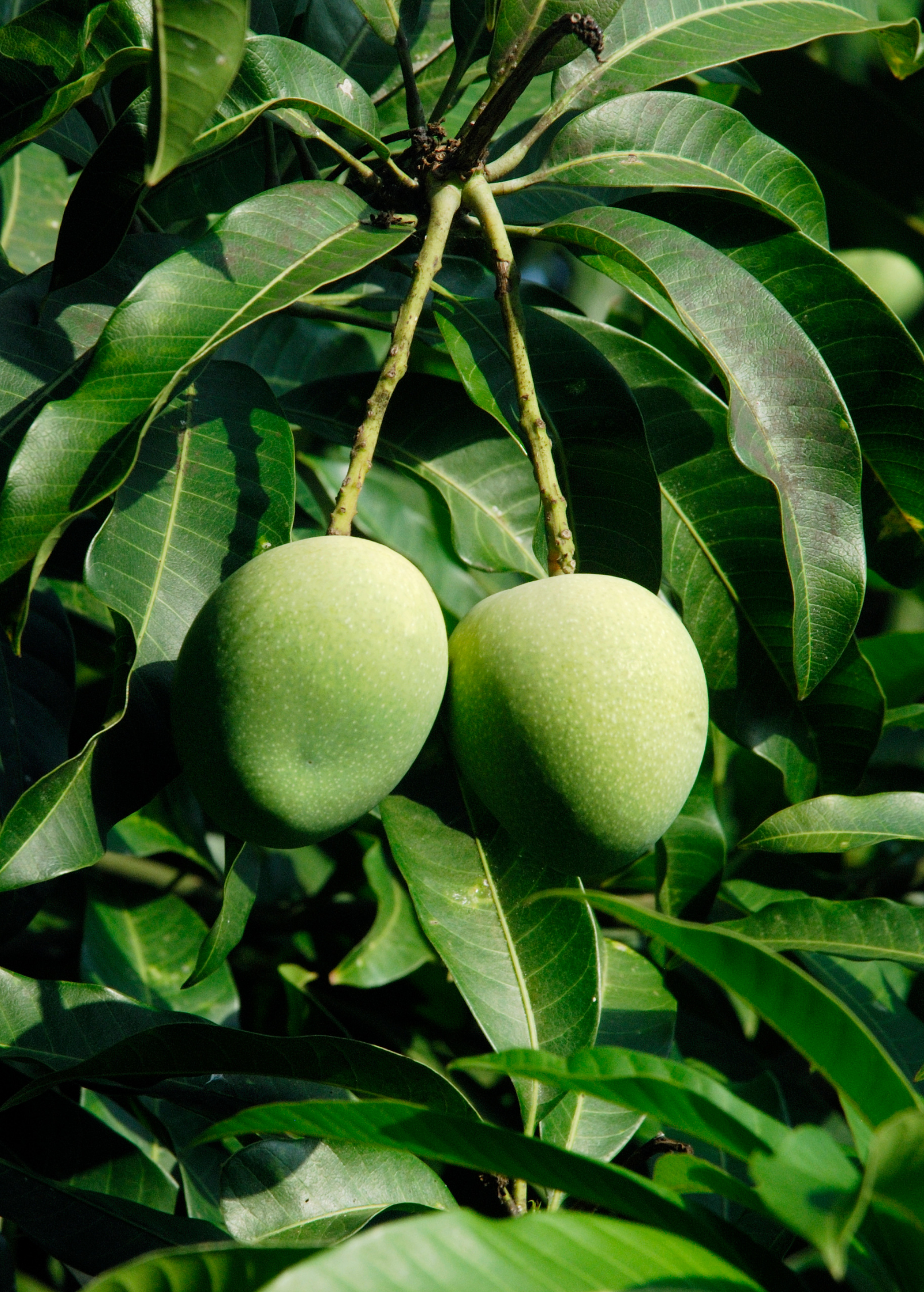 Large potted Mango Alphonso tropical fruit tree by Sow Exotic, showcasing lush green foliage and healthy growth in a plantable pot.