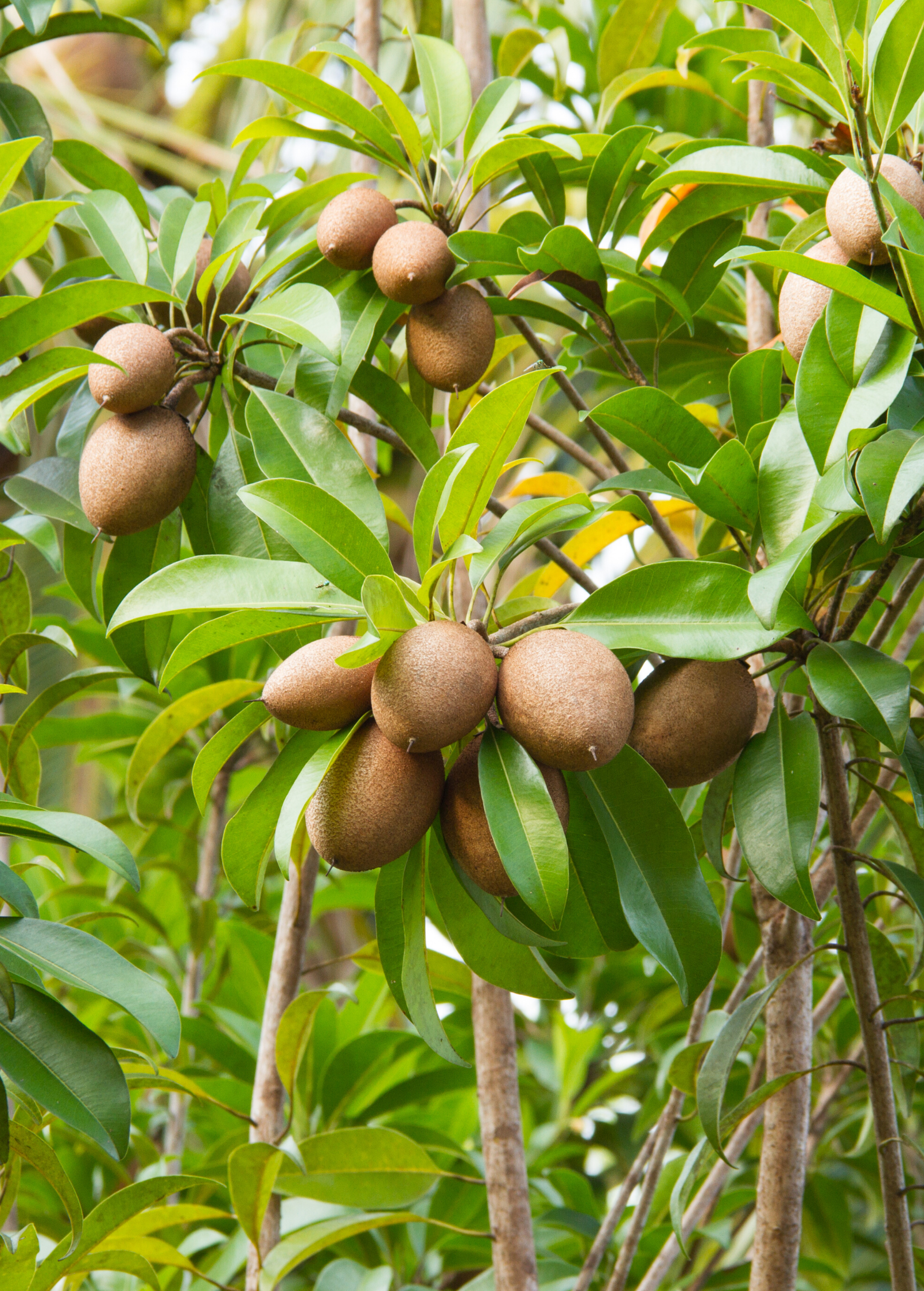Large plantable pot with Sapodilla 'Alano' tropical fruit tree from Sow Exotic, featuring lush green foliage and healthy branches.