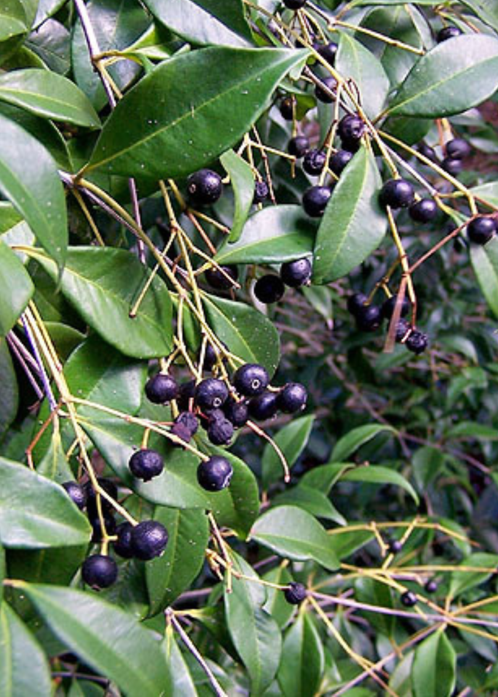 Large Sow Exotic Spice Wood tropical fruit tree in a plantable pot, showcasing lush green foliage and woody branches.