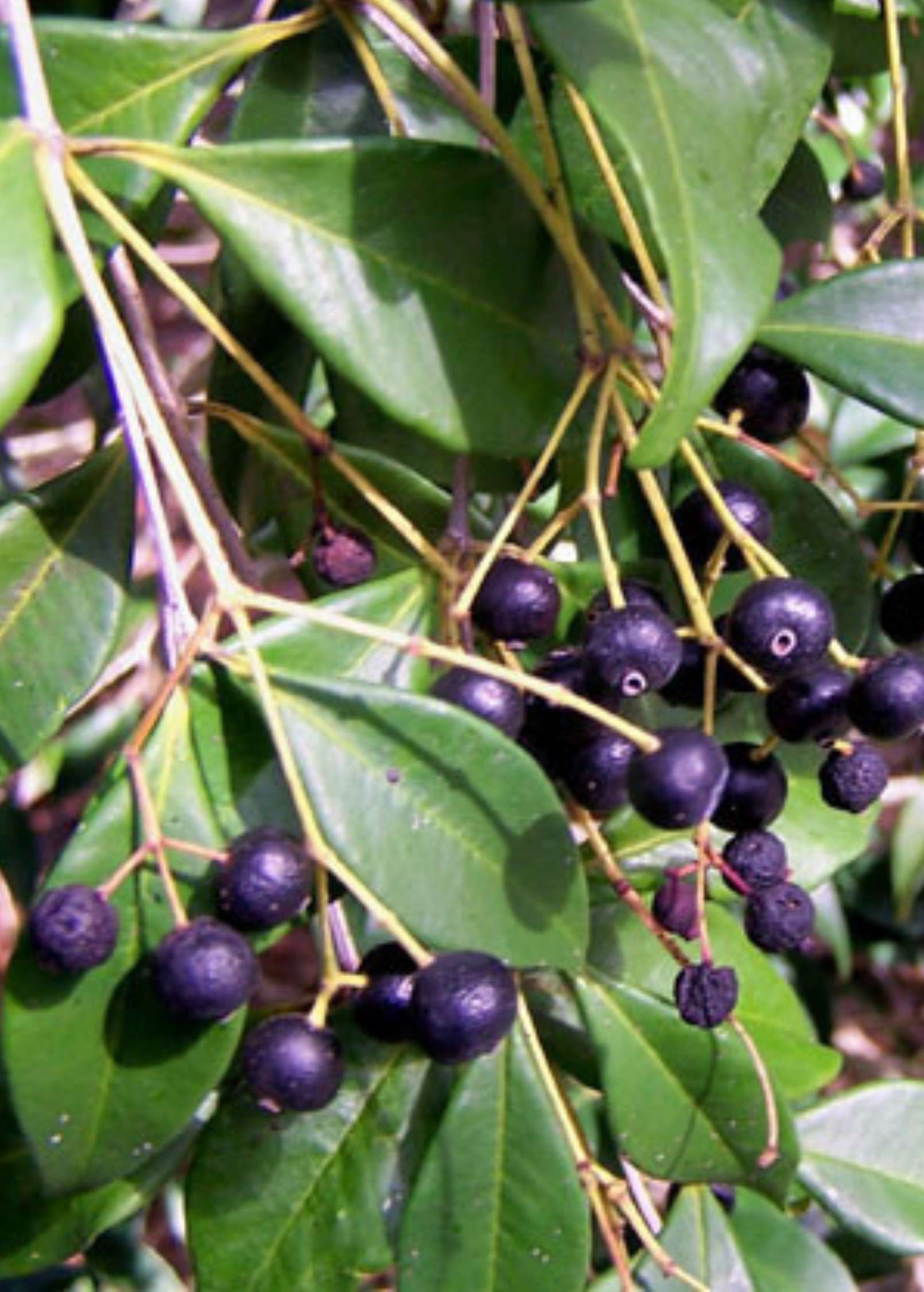 Large Sow Exotic Spice Wood tropical fruit tree in a plantable pot, showcasing lush green foliage and woody stems.