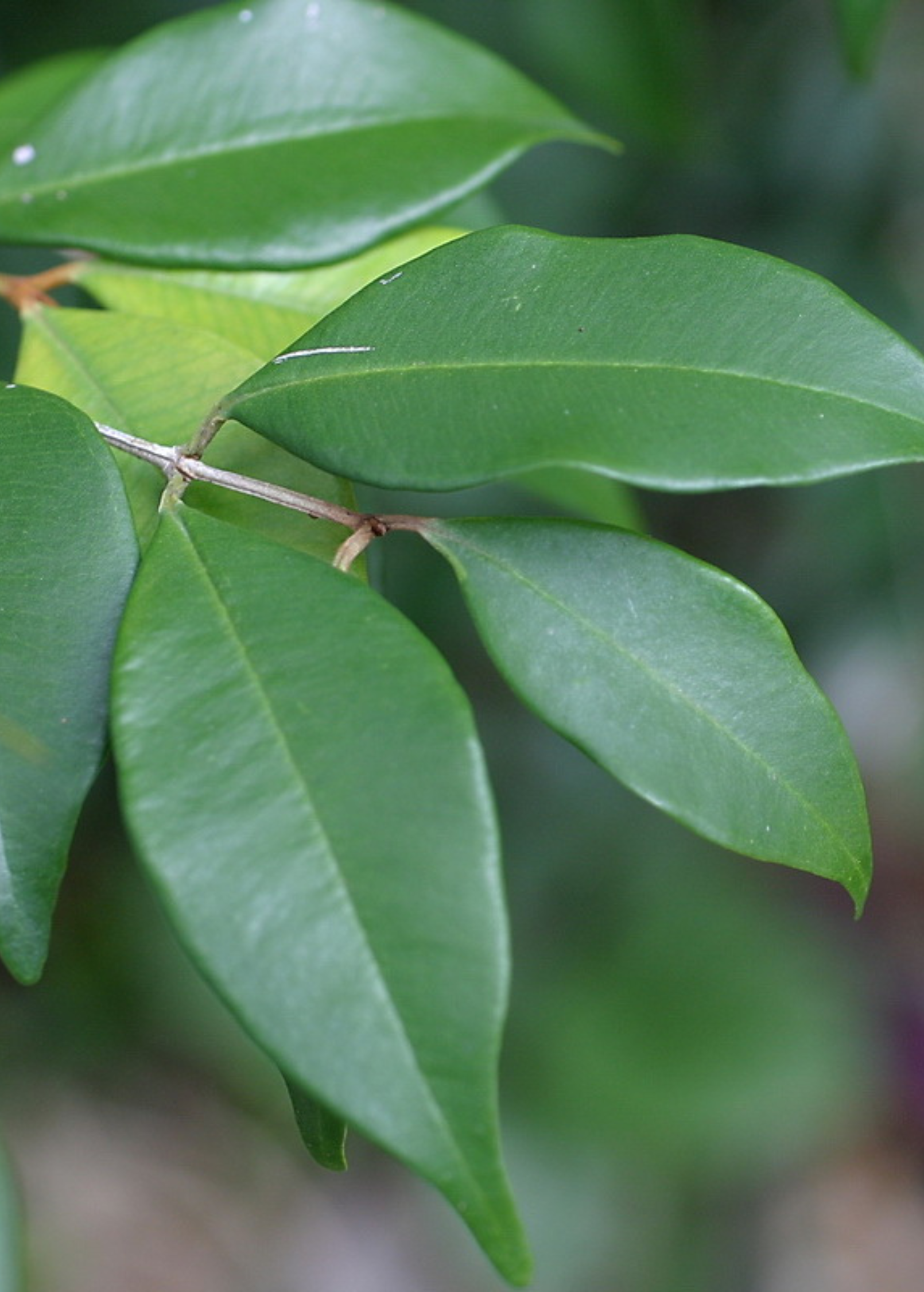 Large plantable pot of Spice Wood tropical fruit tree by Sow Exotic, showcasing lush green foliage and healthy growth.