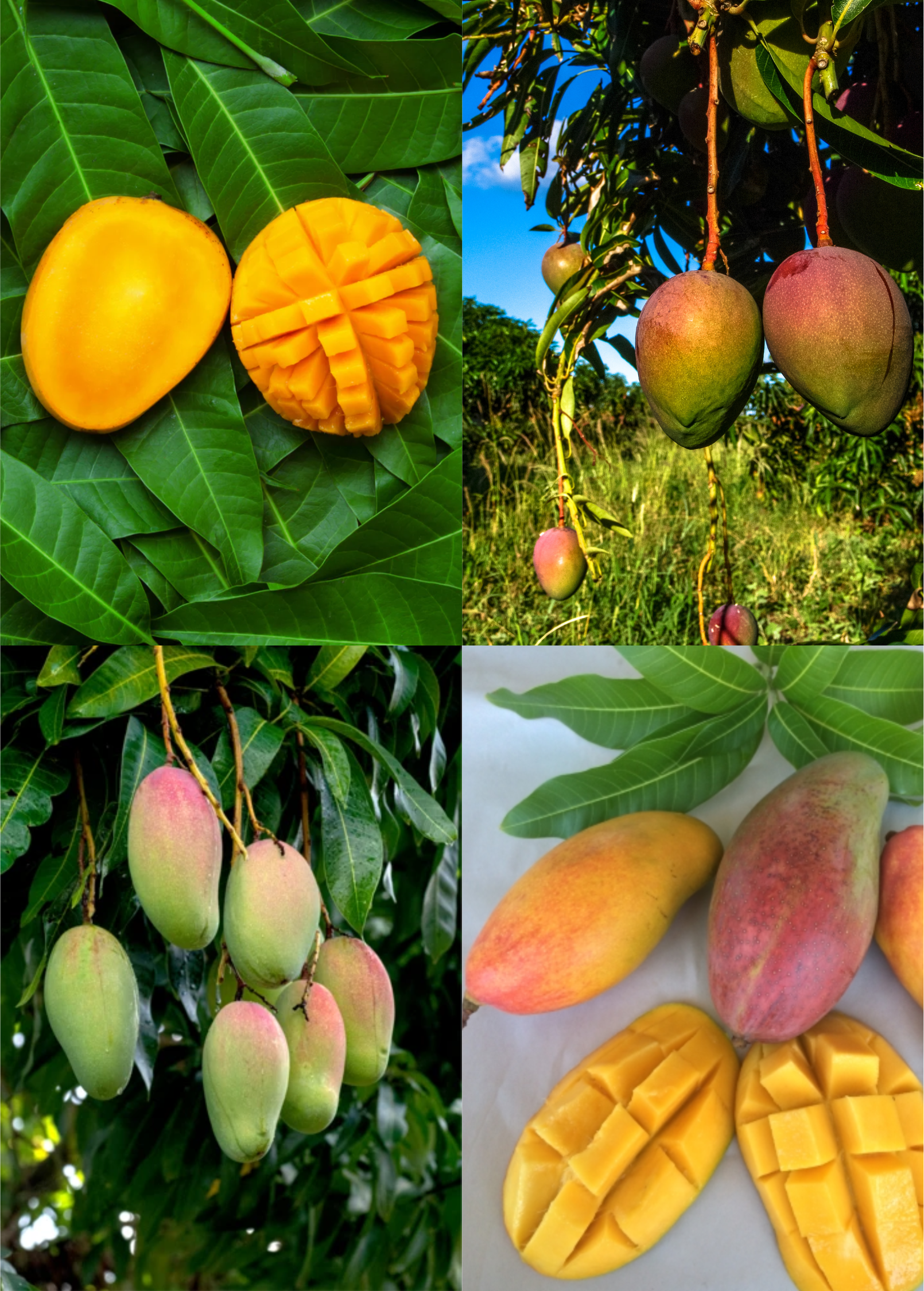 Large pot of Sow Exotic mango bundle with Valencia Pride and Angie tropical fruit trees, lush green foliage, and healthy growth.