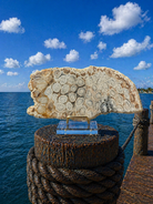 Fossilized coral slabs showcasing intricate natural patterns and textures, ideal for jewelry making or decorative projects.