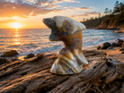 Polished moss agate dolphin figurine with vibrant green and grey natural stone colors, detailed dolphin shape for decorative display.