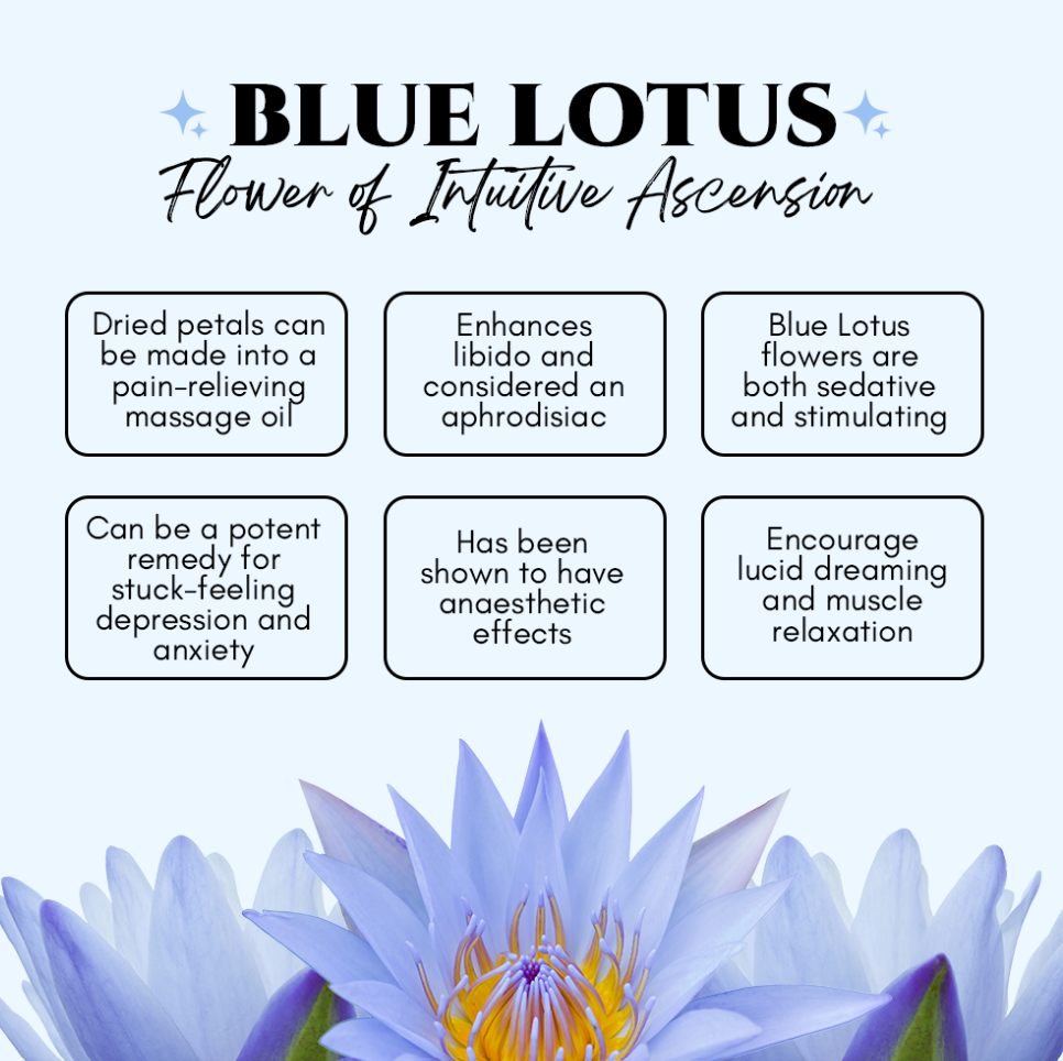 Blue Lotus Ritual Body Oil by Circe Boutique, featuring a elegant bottle with blue lotus flower, for hair, face, nails, and body.