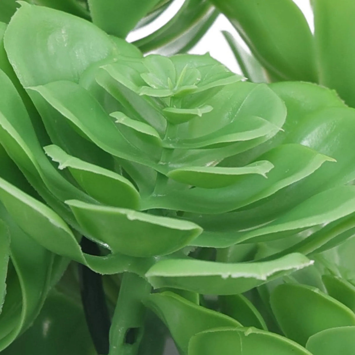 Close-up of five green Aeoniums succulent artificial topiary bushes, 11.8 inches tall, UV resistant Designer Plants USA.