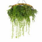 Artificial hanging green wall disc with gold frame, UV resistant, 32 inches, ideal for vertical garden decor by Designer Plants USA