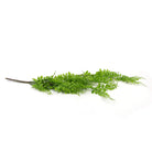 Light green artificial Button Fern hanging plant in side view, 31 inches tall, UV resistant, from Designer Plants USA.