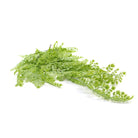 Light green artificial maidenhair fern hanging plant, 31 inches tall, UV resistant, shows side view with lush, detailed fronds.
