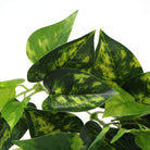 Artificial Pothos Devil's Ivy hanging bush with lush green leaves, 9.5-inch size, from Designer Plants USA.