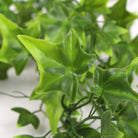 Two-tone bright tipped ivy artificial hanging bush with green leaves and strands, UV resistant, 31 inches tall, by Designer Plants USA.