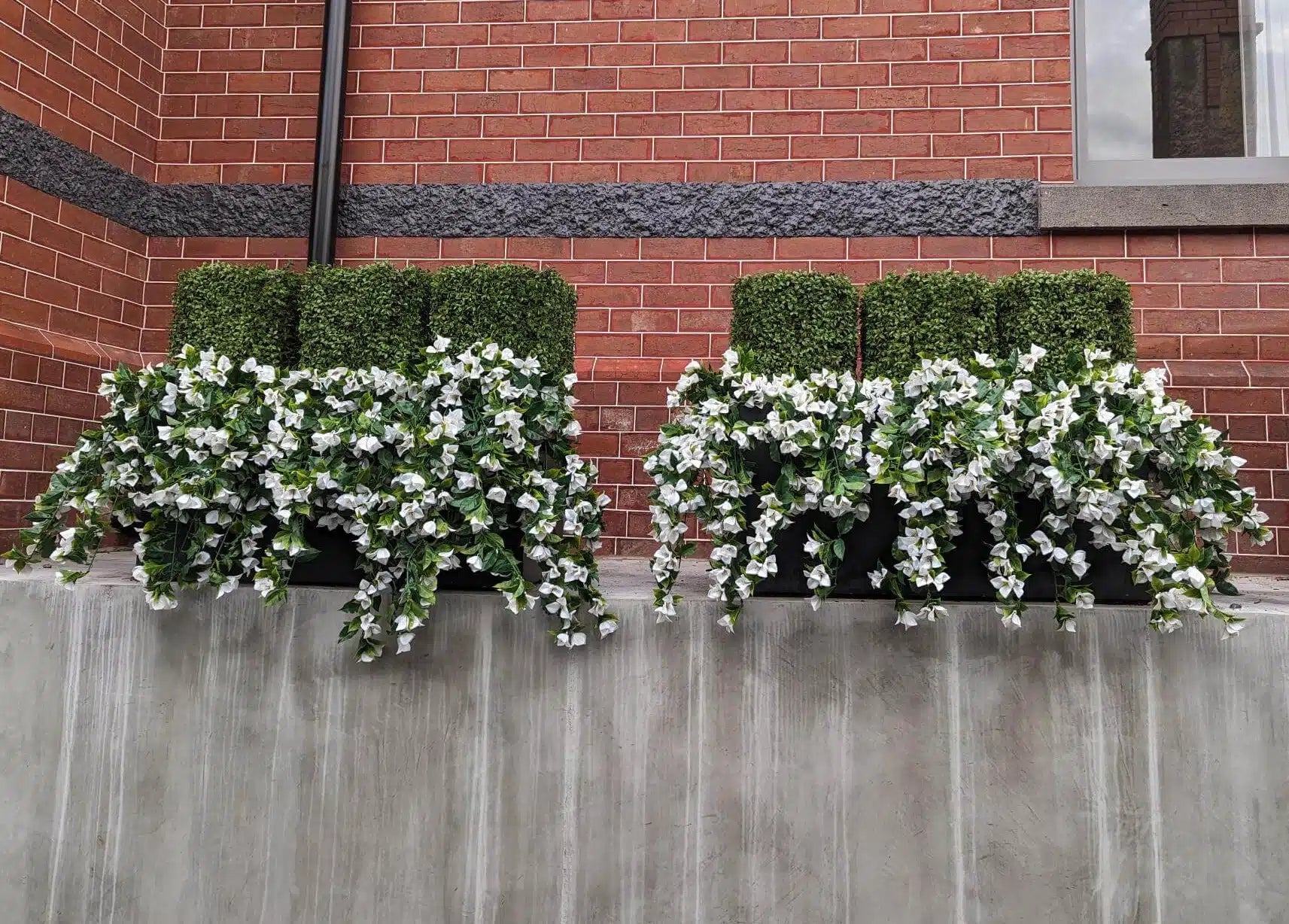 Set of five white bougainvillea artificial hanging plants, 35 inches tall, UV resistant for outdoor decor, with boxwood topiary in the background.