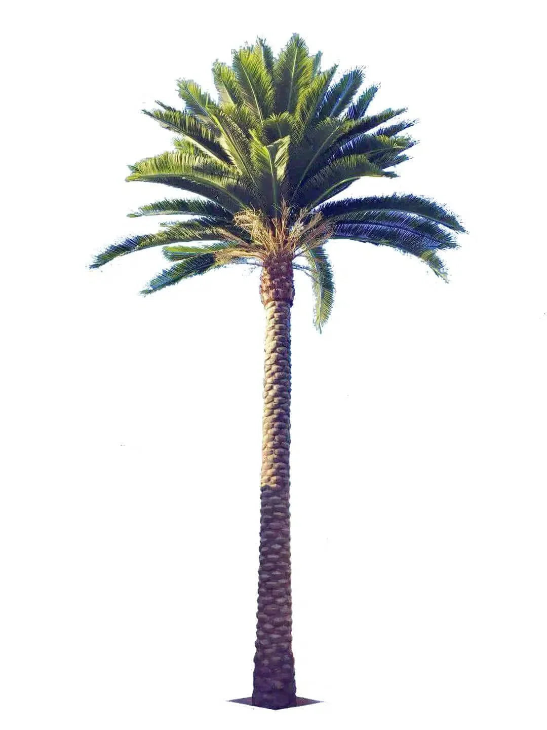 Artificial Middle East Date Palm tree from Designer Plants USA, 13 to 23 ft, UV resistant, realistic faux palm for outdoor or indoor use.