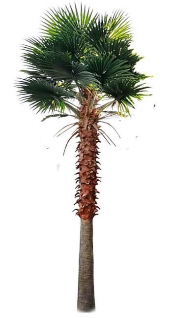 13ft artificial Mexican Fan Palm tree by Designer Plants USA with UV-resistant leaves, ideal for outdoor decoration.
