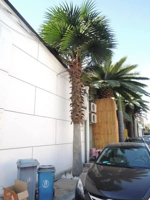 13 to 23 ft Designer Plants USA artificial Mexican Fan Palm Tree with UV-resistant leaves, realistic outdoor-ready decorative plant