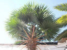 13ft to 23ft Designer Plants USA Mexican Fan Palm artificial tree with UV-resistant foliage under bright sunlight.