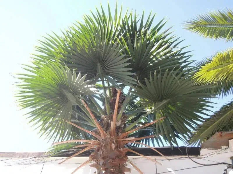 13ft to 23ft Designer Plants USA Mexican Fan Palm artificial tree with UV-resistant foliage under bright sunlight.