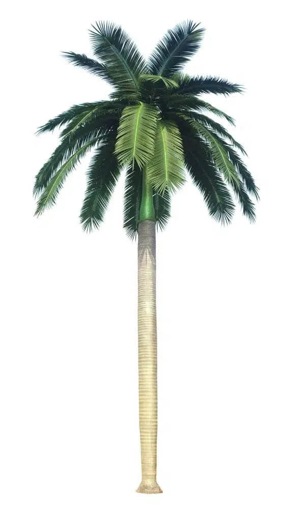 Tall Royal Palm artificial tree by Designer Plants USA, 13 to 23 feet, UV resistant with lush green fronds.