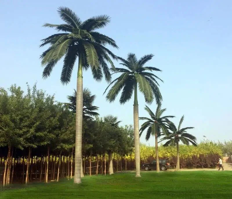 Designer Plants USA Royal Palm artificial tree, 13 to 23 feet, UV resistant with lush green fronds and textured trunk.