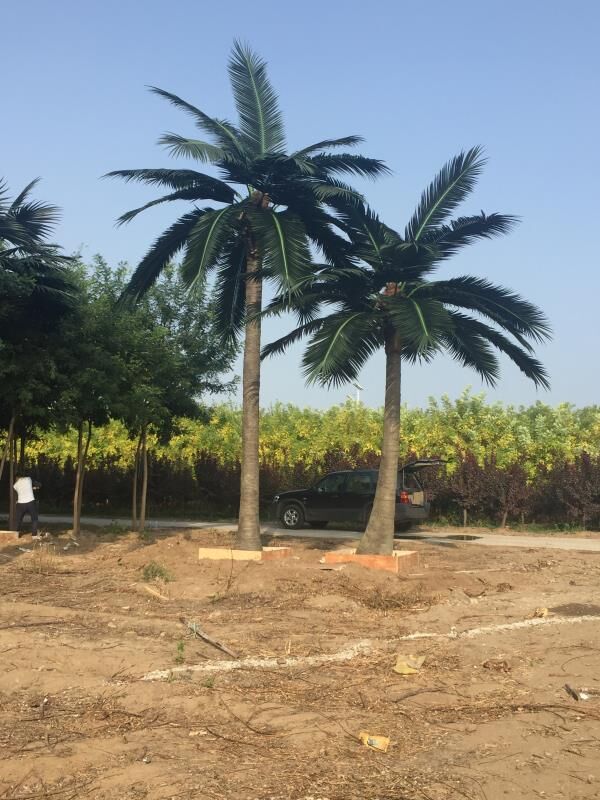Designer Plants USA 13ft to 23ft UV-resistant artificial coconut tree with straight and bending trunk, realistic tropical decor.