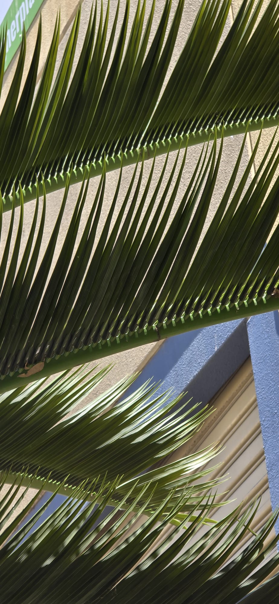 Large 13-23ft UV-resistant artificial palm tree with lush green leaves by Designer Plants USA, ideal for outdoor decor.