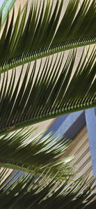 Large 13-23ft UV-resistant artificial palm tree with lush green leaves by Designer Plants USA, ideal for outdoor decor.