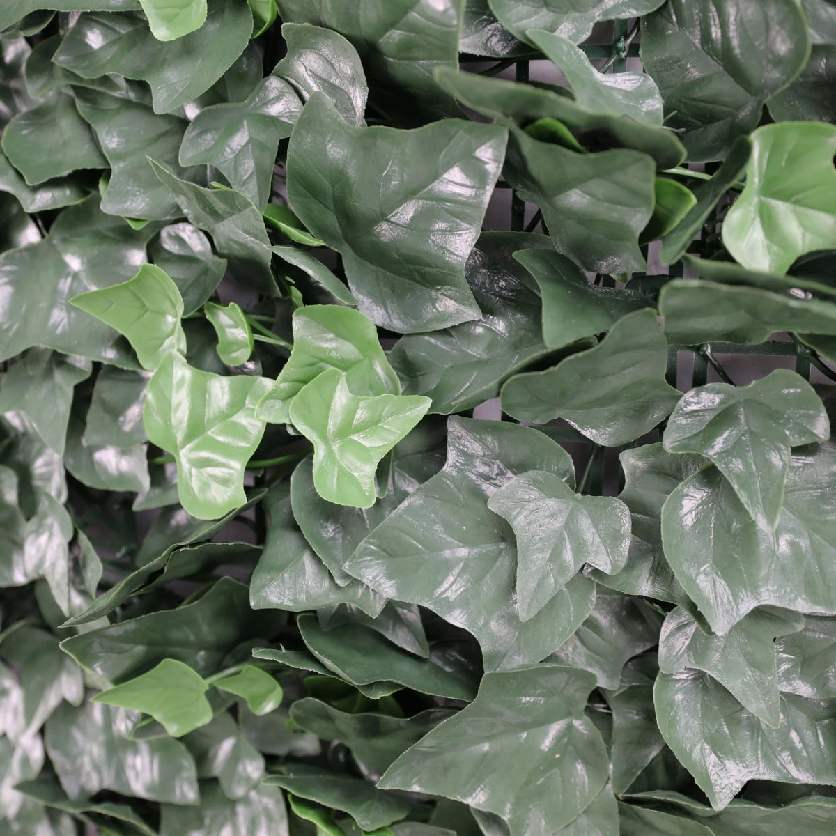 Front view of Designer Plants USA Boston Ivy artificial green wall, UV resistant living wall panel, 33 sq ft, commercial grade.