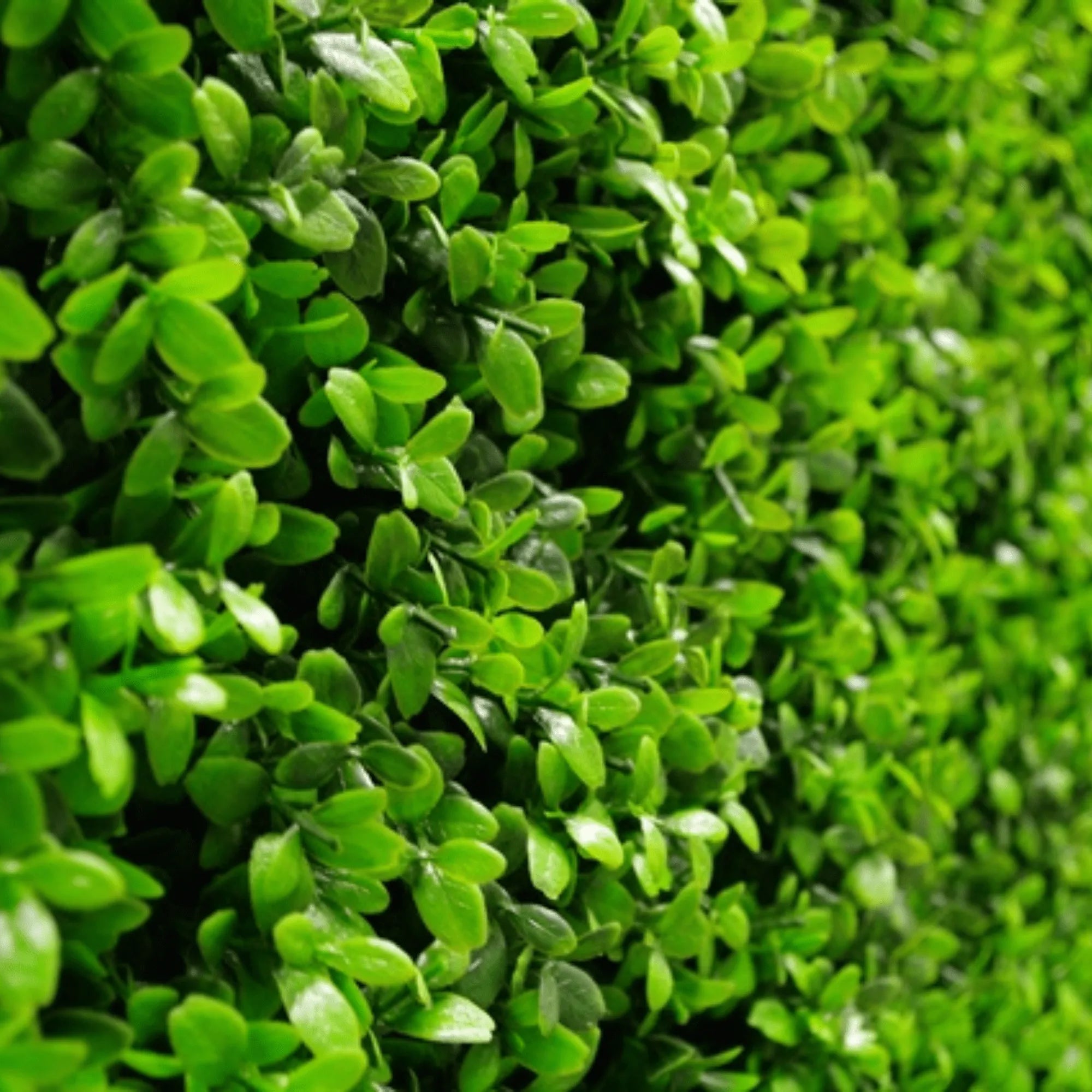 Bright Boxwood artificial vertical garden panel by Designer Plants USA, UV resistant living wall with lush green boxwood foliage.