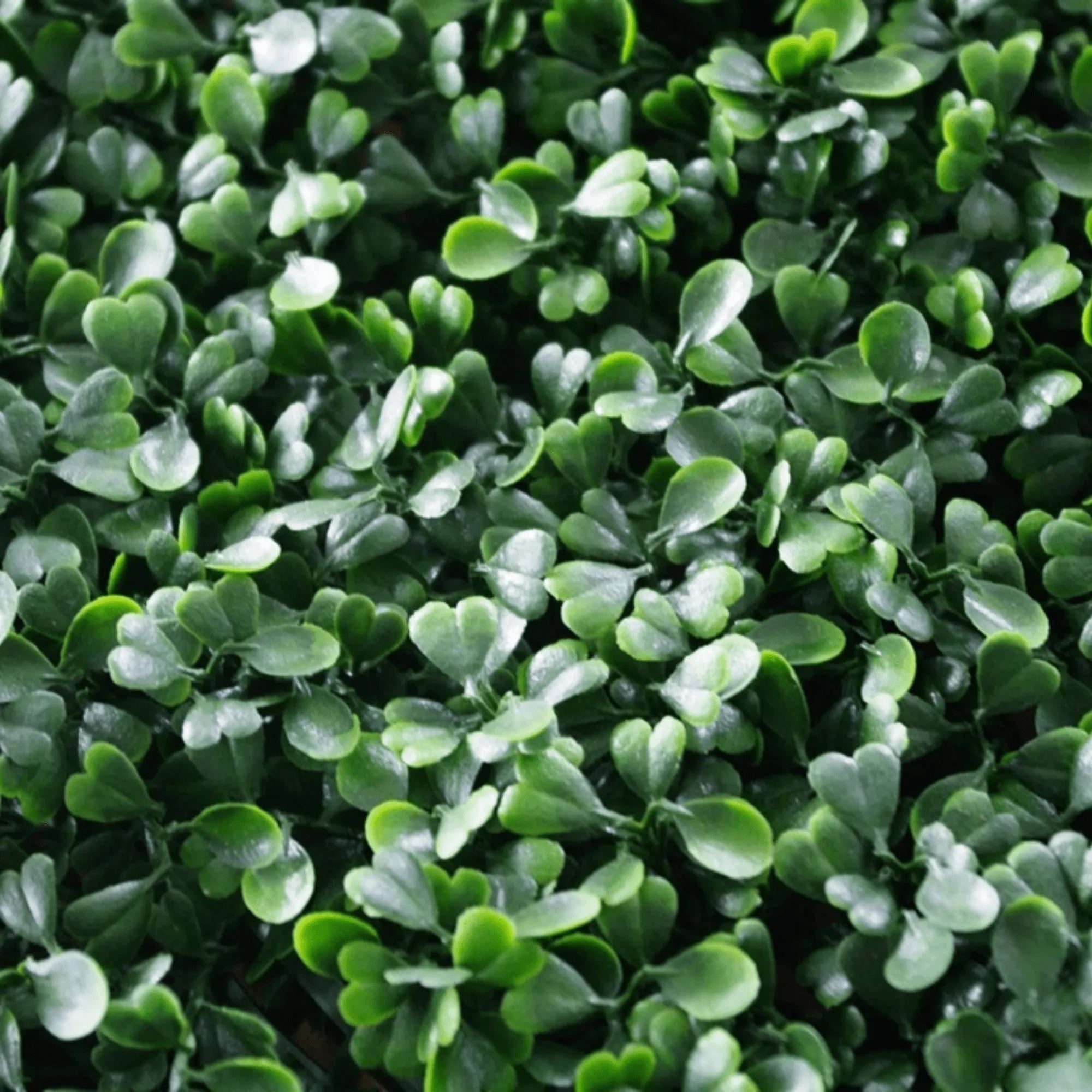 Dark boxwood artificial vertical garden panels by Designer Plants USA, UV resistant living wall set of 6 for commercial use.