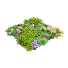 Close-up of dense artificial succulent green wall panel by Designer Plants USA, UV resistant, 20x20 inch living wall for commercial use