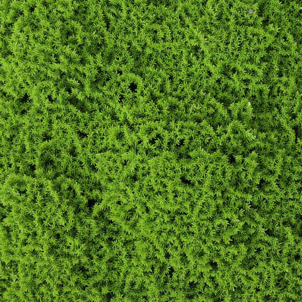 Close-up of Designer Plants USA artificial moss wall panel with realistic green moss leaves, UV resistant and commercial grade.