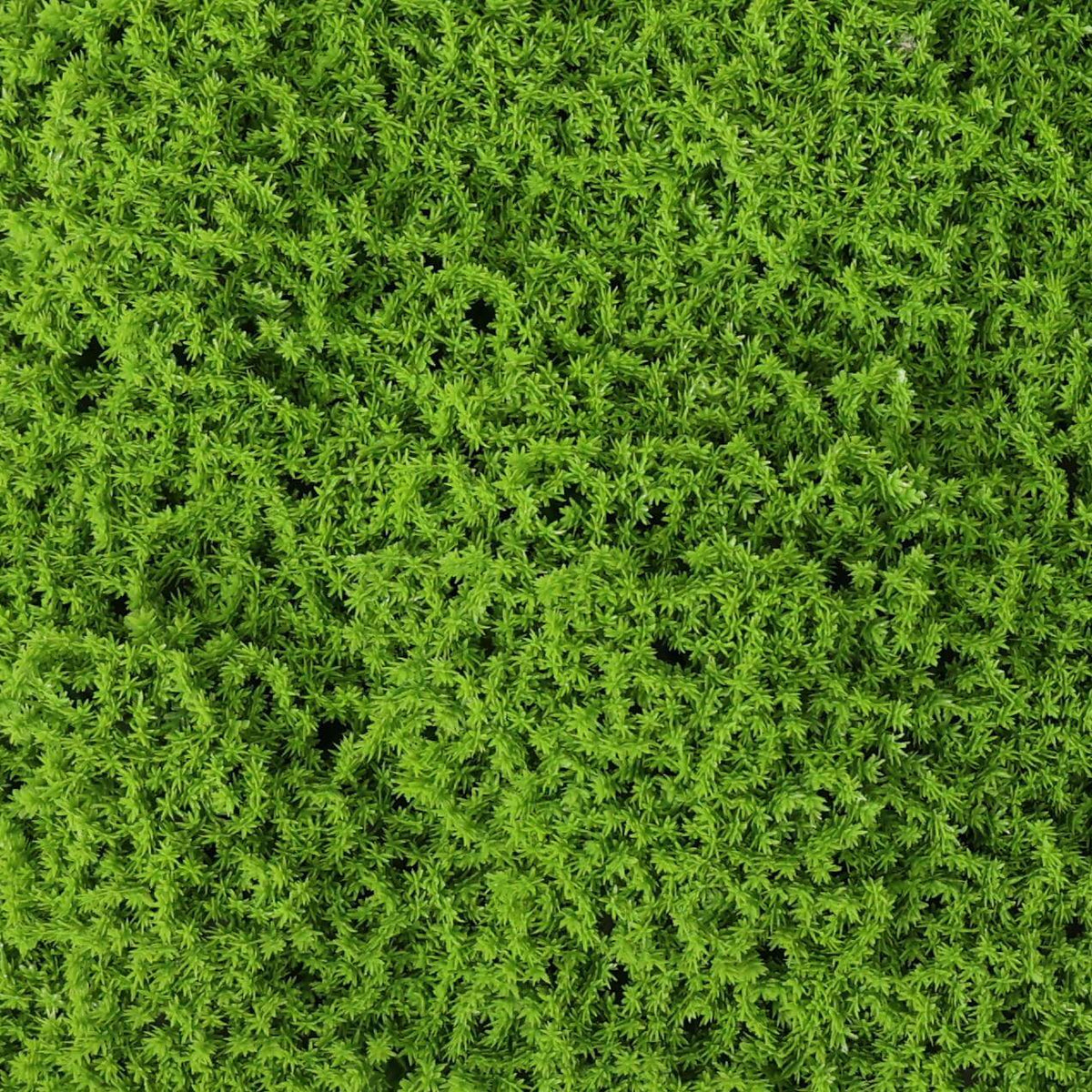 Closeup of a Designer Plants USA artificial moss wall panel showing realistic green faux moss leaves on a 40x20 inch living wall mat.