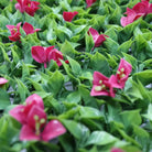 Pink flowering artificial vertical garden panel by Designer Plants USA, UV-resistant living wall with vibrant pink flowers and greenery.