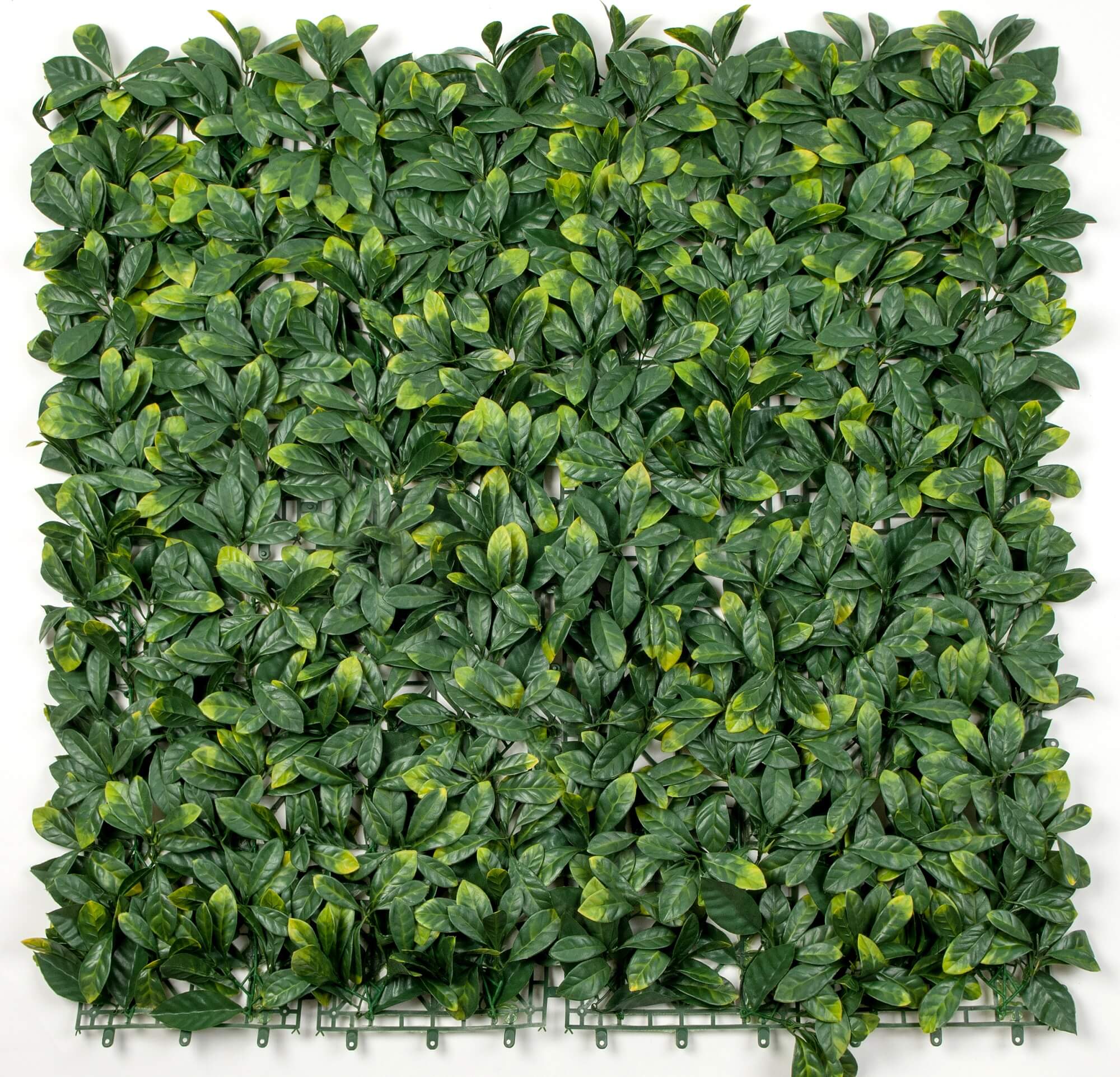 Artificial Laurel hedge panel for living walls, 40x40 inches, UV resistant, commercial grade green wall from Designer Plants USA