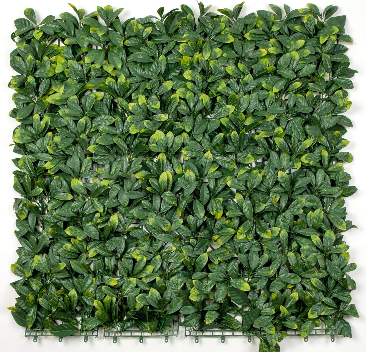 Artificial Laurel hedge panel for living walls, 40x40 inches, UV resistant, commercial grade green wall from Designer Plants USA