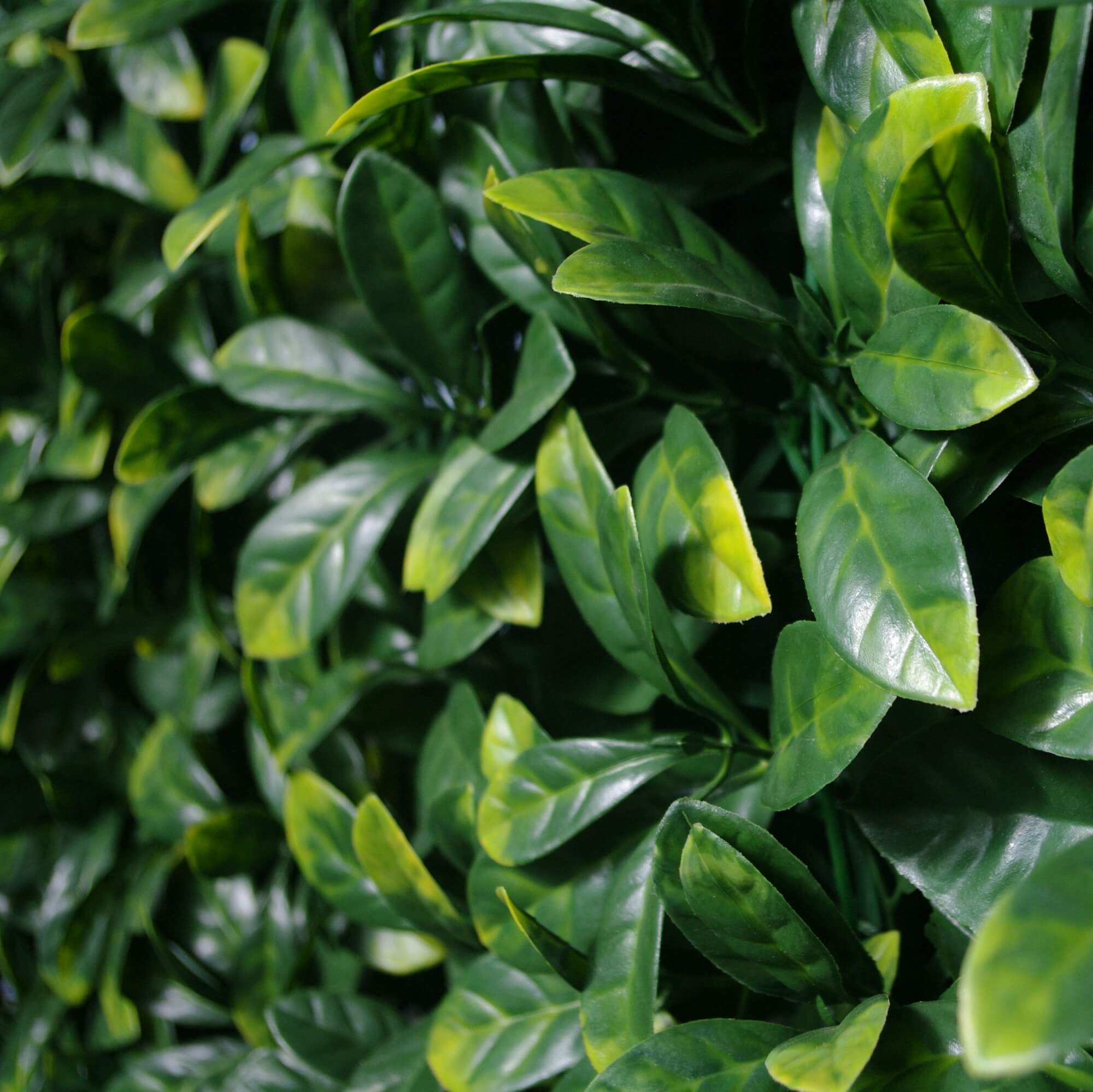 Close-up of Designer Plants USA Laurel artificial green wall panel showing lush, UV-resistant faux foliage for living wall decor.