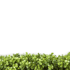 Natural Boxwood artificial vertical garden panel by Designer Plants USA, 40x40 inches, UV resistant, commercial-grade living wall.