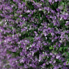 Artificial purple lavender foliage vertical garden panel by Designer Plants USA, UV resistant living wall for commercial or home use.
