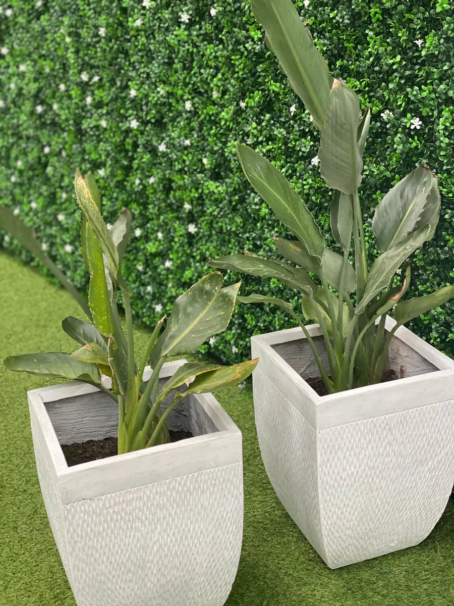 Artificial white flowering boxwood living wall panel by Designer Plants USA, UV resistant, 40x40 inch vertical garden for commercial use.