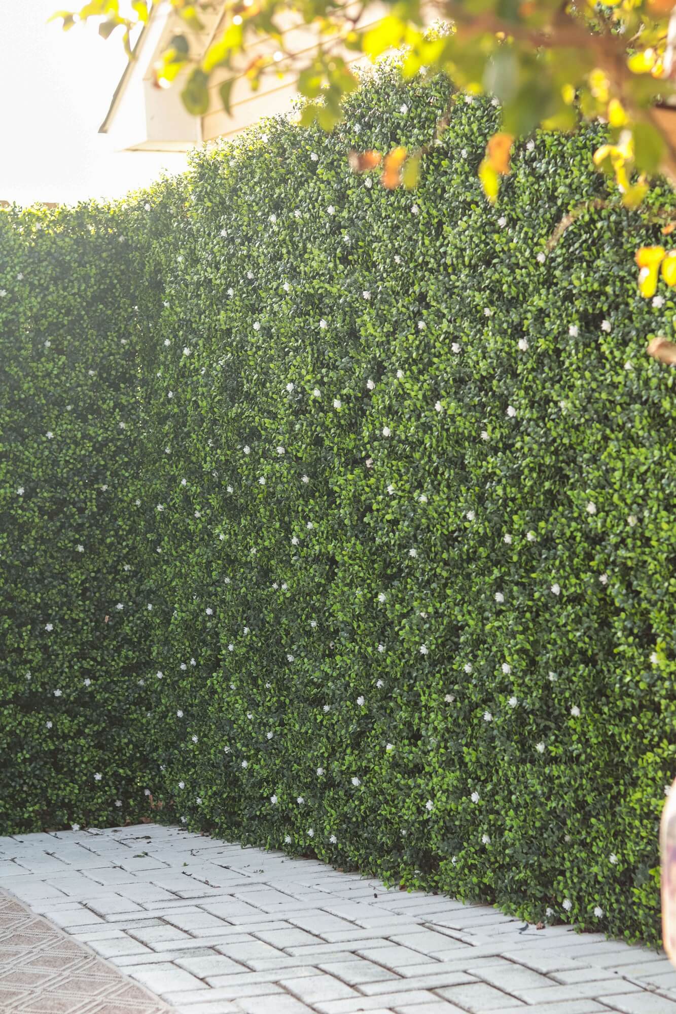 White flowering artificial boxwood hedge panel for living walls, UV resistant, 40x40 inches, commercial grade, with faux flowers.
