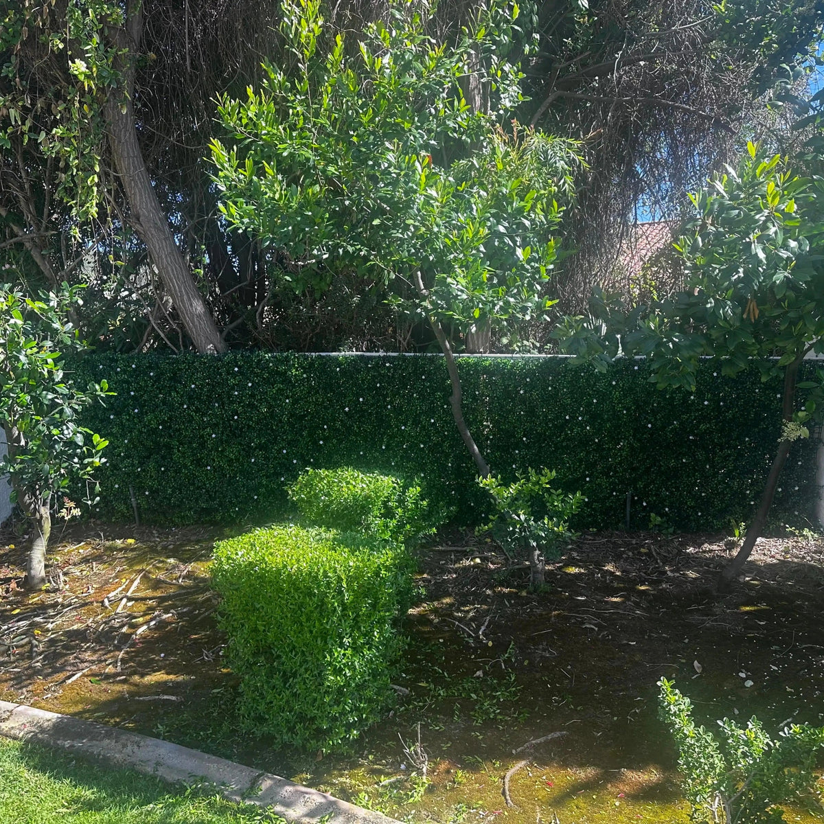 White flowering boxwood artificial vertical garden panel by Designer Plants USA, UV resistant outdoor living wall for commercial use.